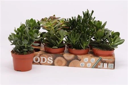 Crassula mix črepník 12 cm