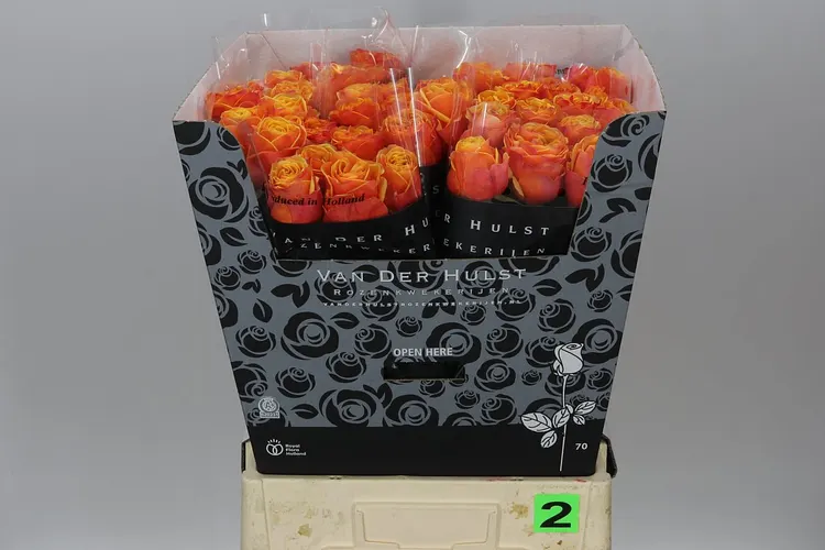 Rosa Gr Heliane Orange 70 cm
