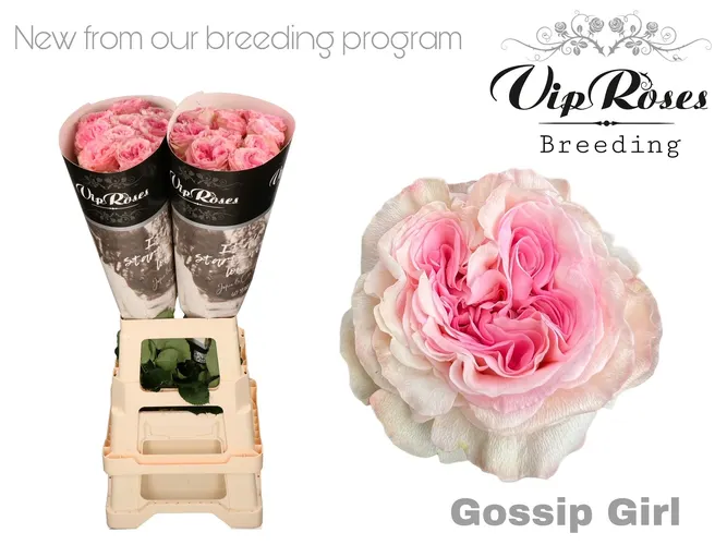 R Gr Gossip Girl X20 70 cm