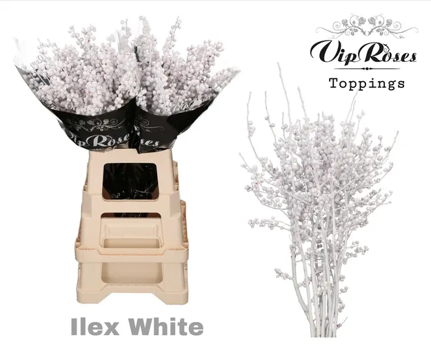 Ilex White 70 Cm 70 cm