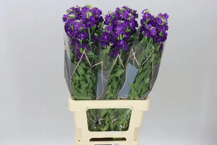 Matthiola Purple It. Imp 70 cm