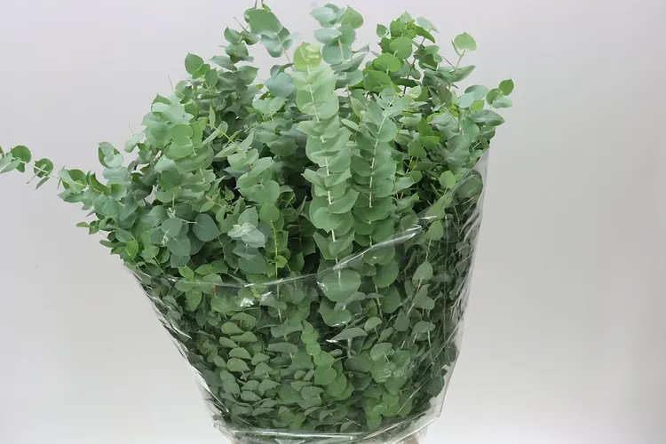 Eukalyptus Stuartiana 70 cm