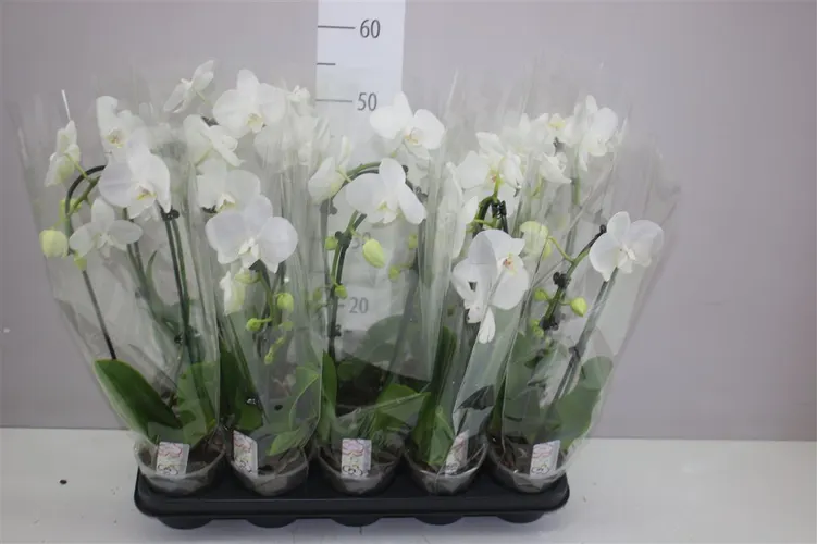 Phal Cascade Wit 1 Tak 6+ črepník 12 cm