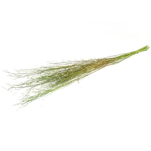 Sušený kvet Mustard grass zelená 90 cm