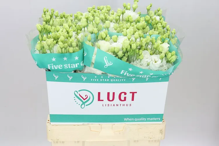 Eust Du Allisa Pure White 70 cm
