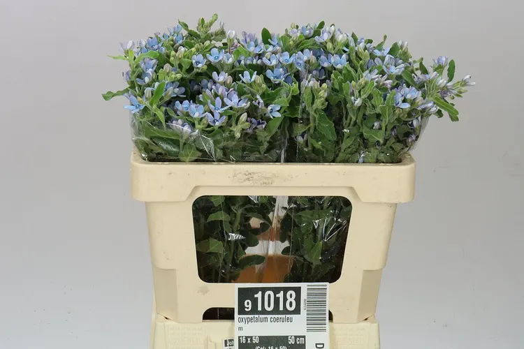 Oxypetalum Coeruleum 50 cm