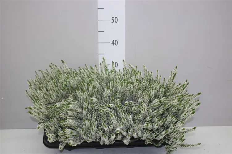 Calluna Beauty Ladies Wit črepník 12 cm