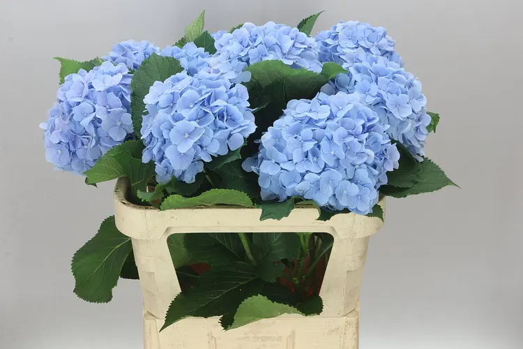 Hortenzia Verena Blue Pale 80 cm