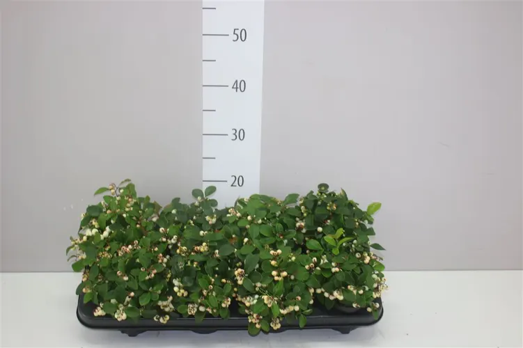 Gaultheria Pro Ciao Bella White črepník 12 cm