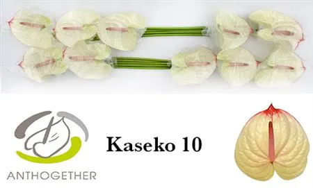 Anth Kaseko