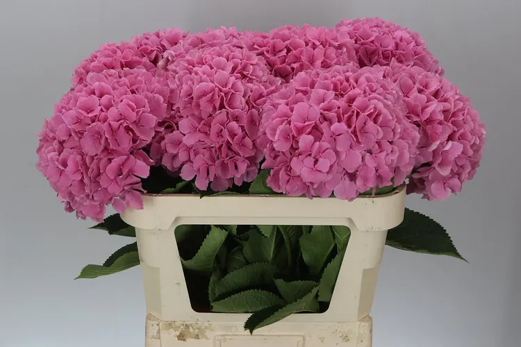 Hydrangea Salute 80 cm