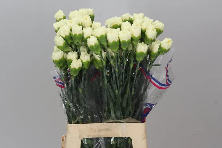 Di St Cream 70 cm