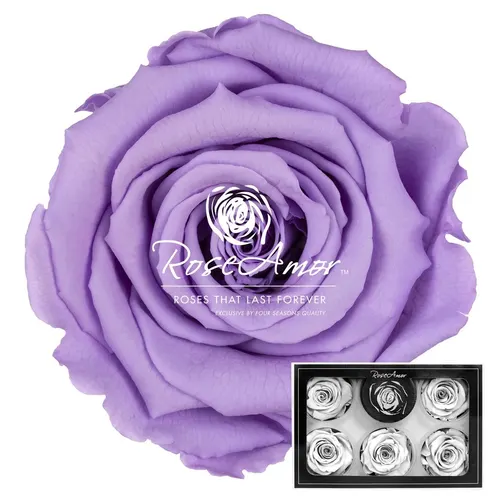 Stabilizovaná ruža XL ⌀ 6 cm, fialová VIO03