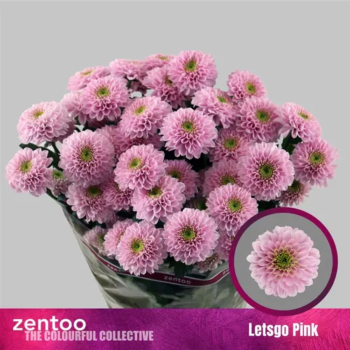 Chr T Letsgo Pink 70 cm