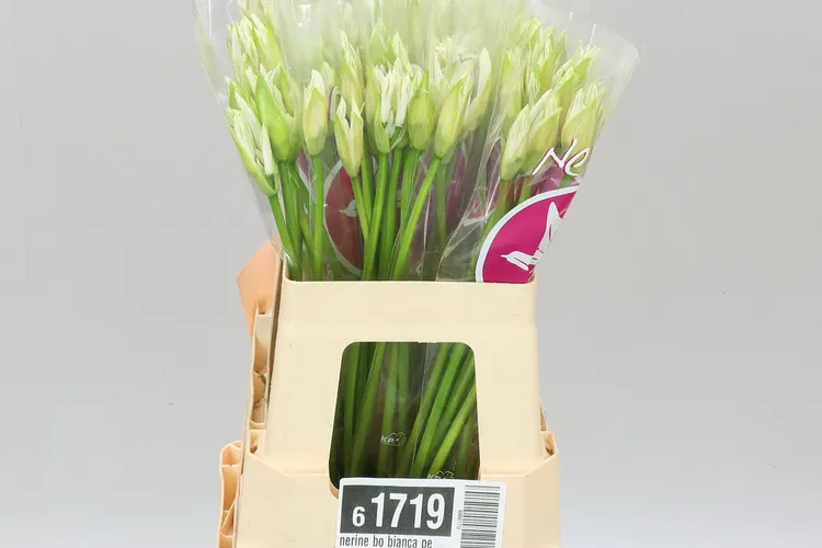 Nerine Bo Bianca Perla 55 cm