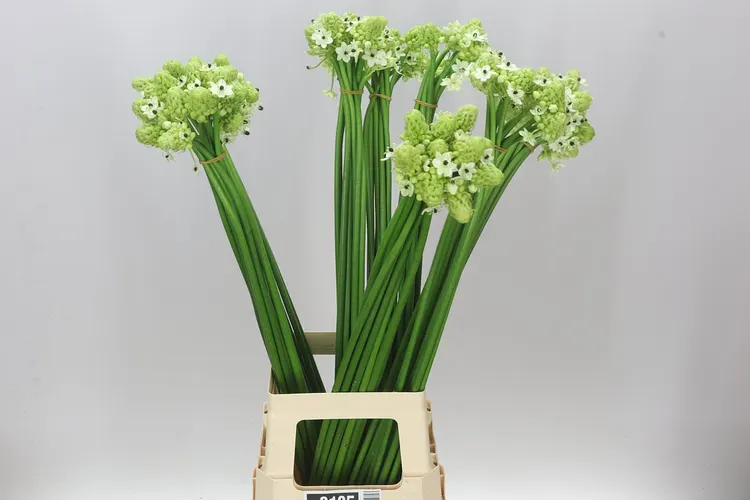 Ornithogalum Saundersiae 85 cm