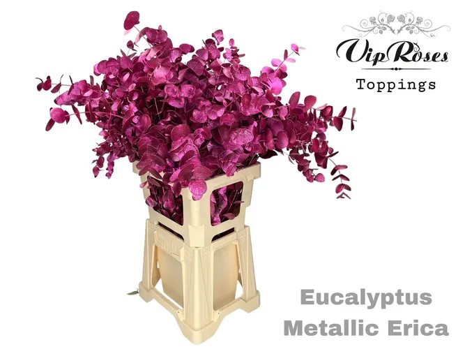Euca Cinerea Metallic Erica 300gr 65 cm