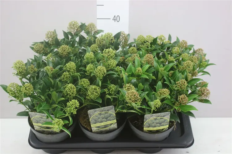 Skimmia Jap. Godrie's Dwarf 15+ črepník 17 cm