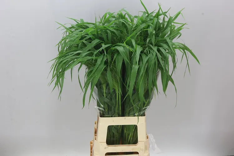 Panicum Fountain 80 cm