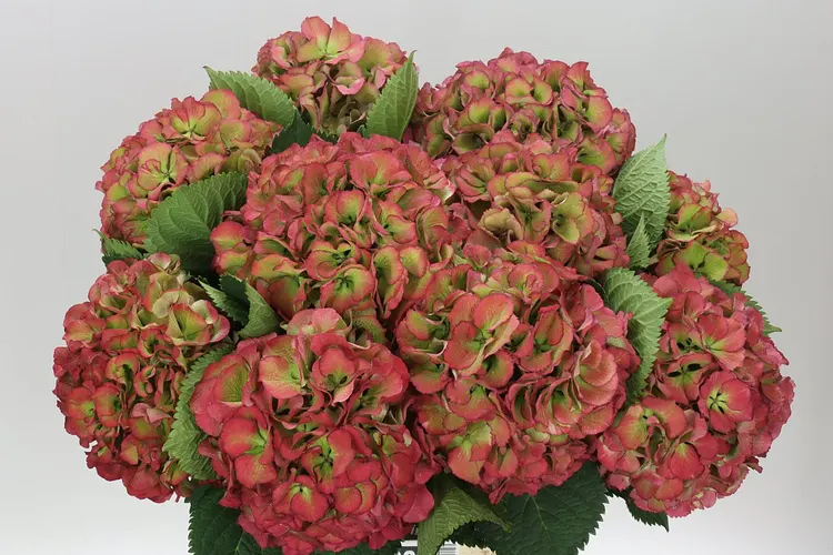 Hortenzie (Hydrangea)