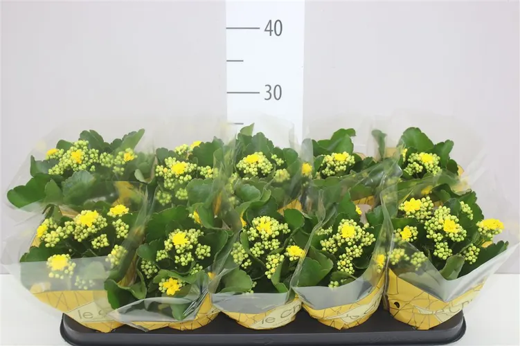 Kalanchoe Rosalina Geel črepník 10,5 cm