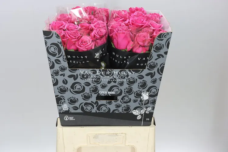 Rosa Gr Kiss Me Kate 70 cm
