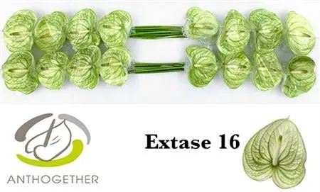 Anth Extase