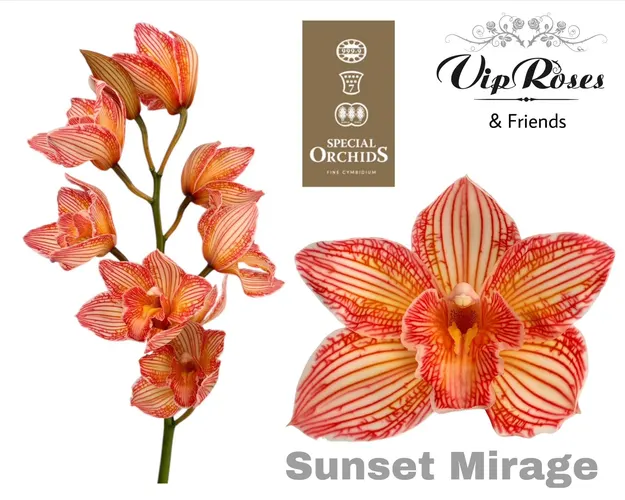 Cymb Dyed Sunset Mirage 80 cm
