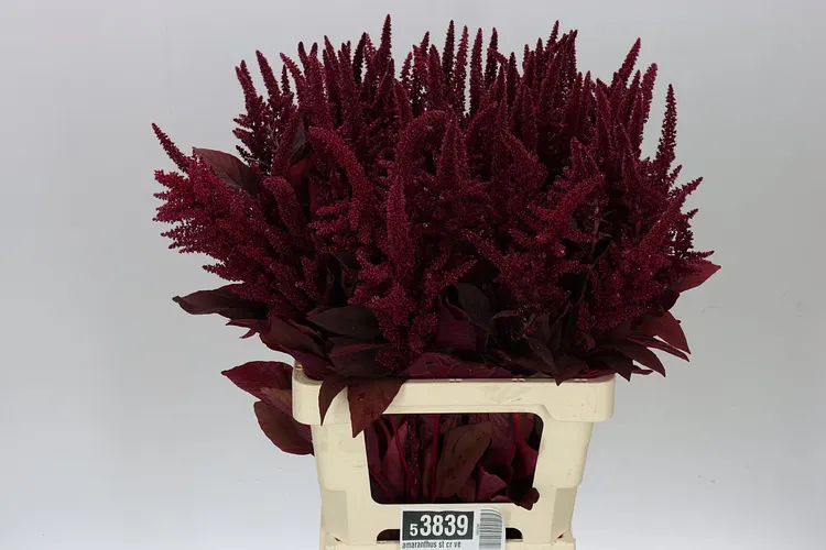 Amaranthus Cr Velvet 75 cm