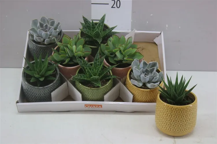 Sukulenty mix v obale Fortaleza črepník 10 cm