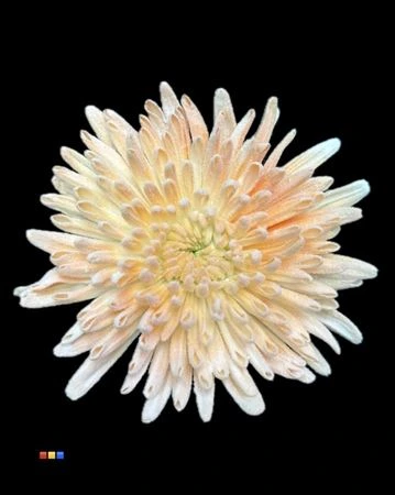 Chryzantéma veľkokvetá Ana Snow Apricot 70 cm