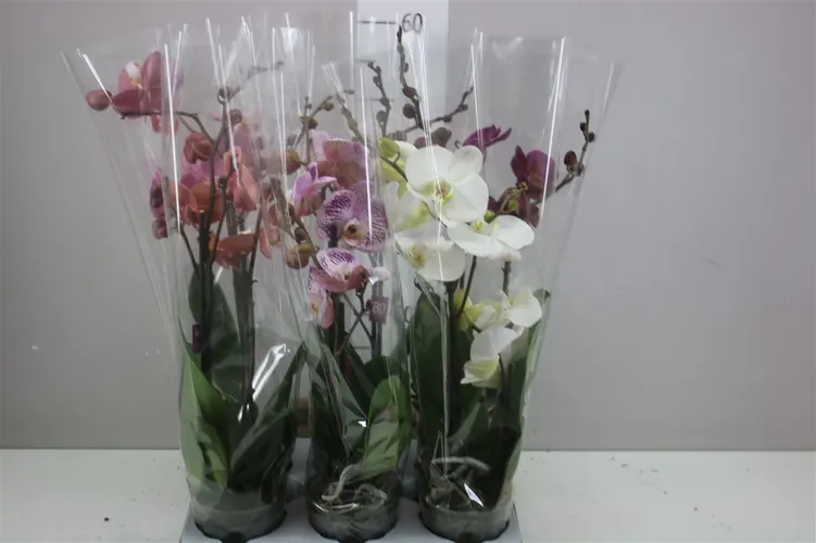 Orchidea Phalaenopsis Bo mix, 2 výhony črepník 12 cm