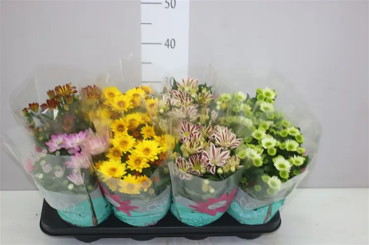 Chryzantéma črepníková mix črepník 14 cm
