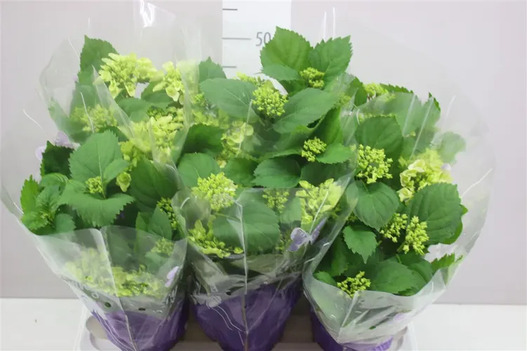 Hydrangea Schneeball 5-7 črepník 14 cm