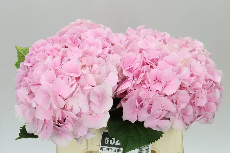 Hydrangea Verena Pink Pale 40 cm
