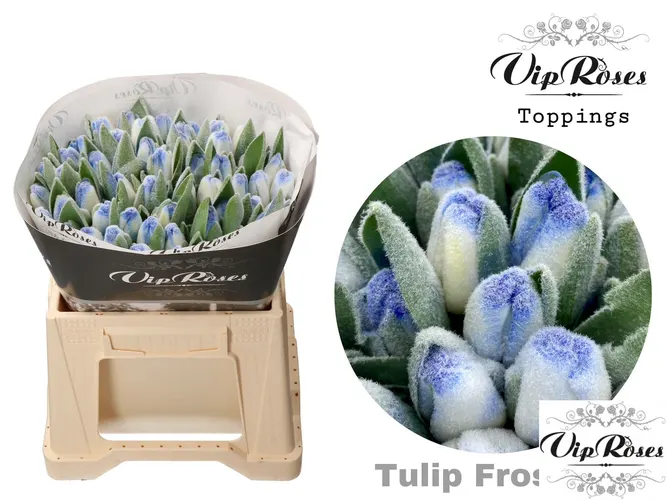 Tulipán jednoduchý A Frost Blue 40 cm