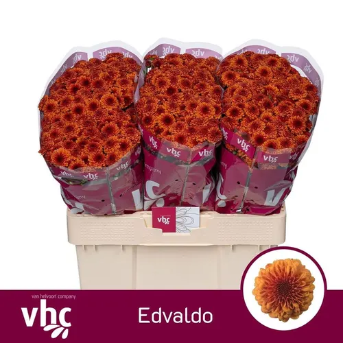 Sant Edvaldo 55 cm