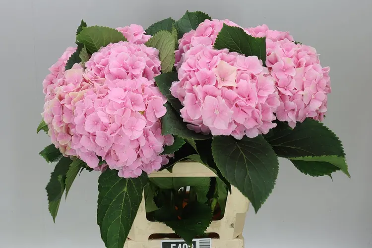 Hortenzia Verena Pink Pale 65 cm