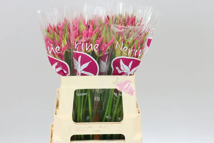 Nerine Bo Bas Van Roon 55 cm