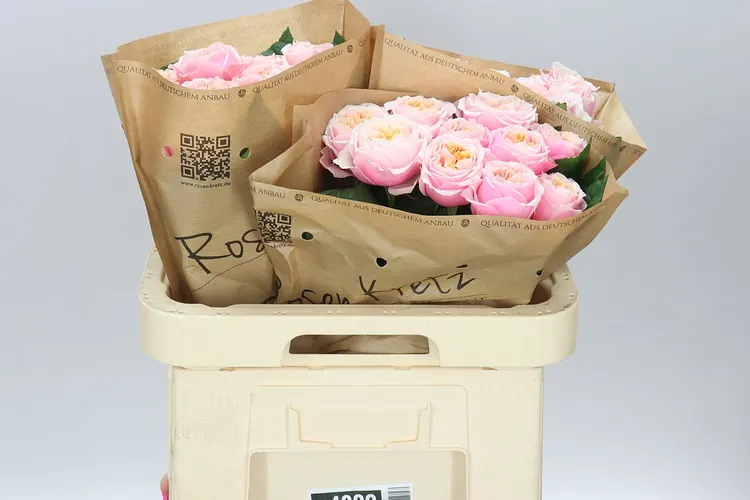 Rosa Gar Notting Hill 60 cm