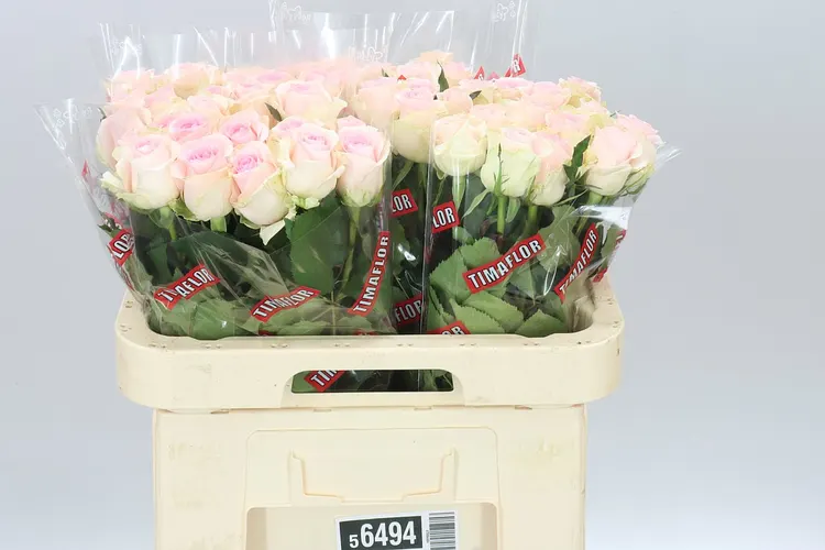 Rosa Gr Sweet Revival 60 cm