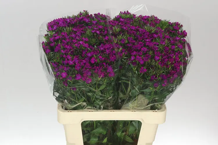 Di Barb Neon Purple 60 cm