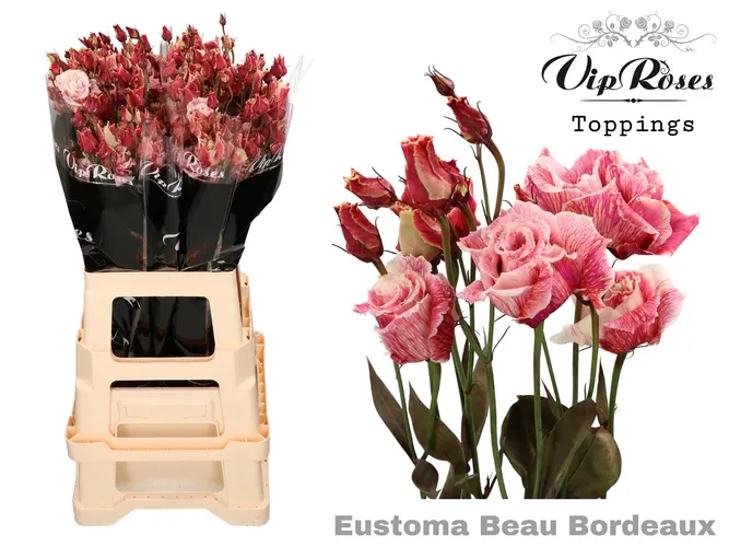 Eust G Alissa Beau Bordeaux 75 cm