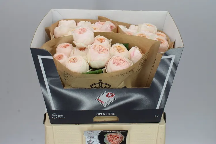 Rosa Gar Emma Woodhouse 60 cm
