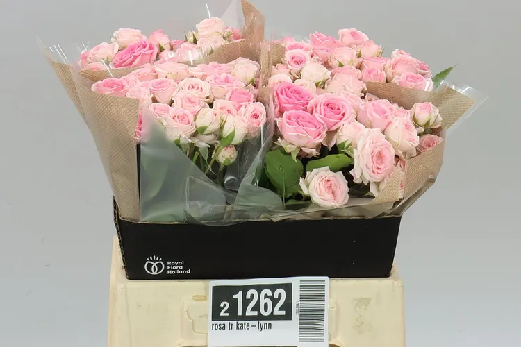 Rosa Tr Kate-lynn 40 cm