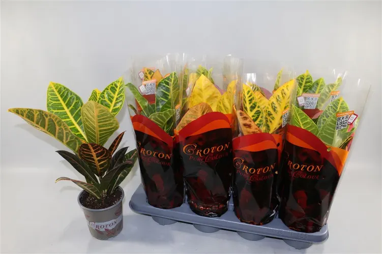 Codiaeum Petra črepník 13 cm
