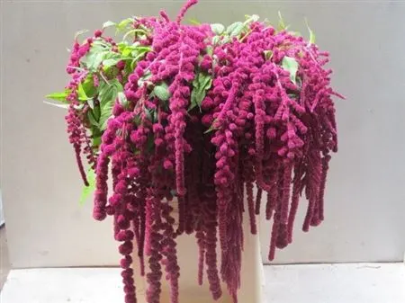 Amaranthus Ca Rosary 80 cm