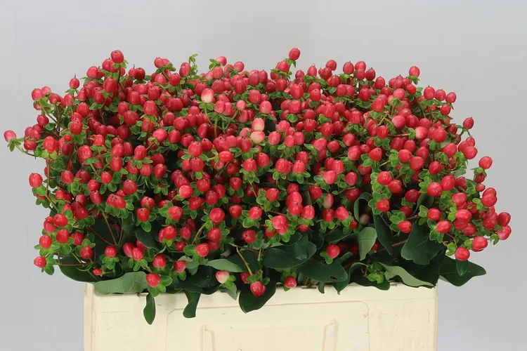 Hyp Spray Coco Fiesta 55 cm