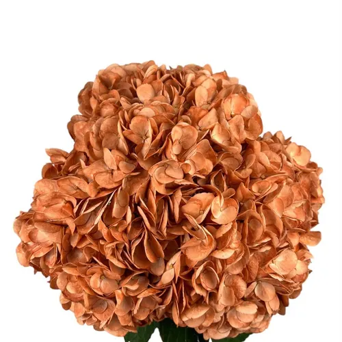 Hyd . Pumkim Patch Ex 65 cm
