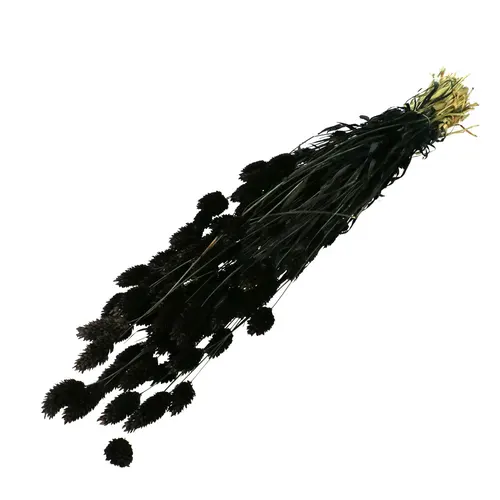 Sušený kvet Phalaris čierna 70 cm